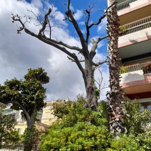 Lettera 3 / Sanremo: magnolie secolari morte di potatura non necessaria e fuori stagione. Giardinieri? No boscaioli!