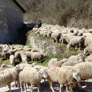 Cara transumanza sulle Alpi Liguri. Quante emozioni! Grazie a Claudio Cecchi