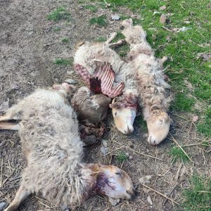 Strage di pecore a Bastia d’Albenga. Solo in Italia, per legge, non si possono abbattere i lupi. Bravi lupofili, continuate così!