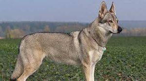 Sono 1.124 lupi nelle Regioni Alpine: 464 in Piemonte, segue la Liguria con 211