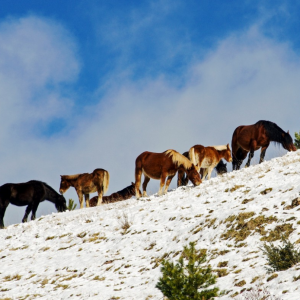 I boschi dell’Appennino ligure e savonese: da risorsa per molte generazioni a dissesto idrogeologico