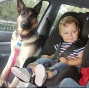 Nova Kronos del ponente ligure: “E’ reato lasciare bambini o cani in auto sotto il sole anche per brevi periodi”