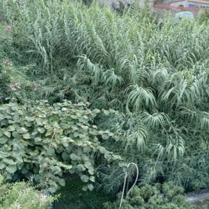 Boissano, tutela del verde? Inizia dal rio